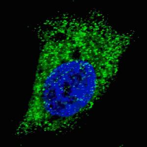 Anti-MAP1LC3A Rabbit Polyclonal Antibody (FITC (Fluorescein Isothiocyanate))