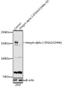 Antibody anti-ITGA2 100 µl