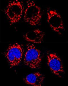 Antibody A81028-100 100 µl