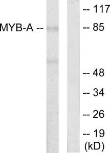 Western blot analysis of lysates from LOVO cells using Anti-MYB-A Antibody. The right hand lane represents a negative control, where the antibody is blocked by the immunising peptide