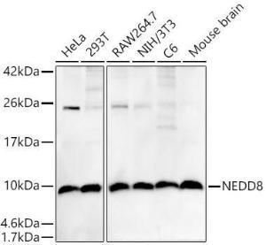 Antibody A307503-100 100 µl