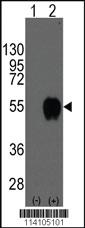 Anti-CD14 Rabbit Polyclonal Antibody