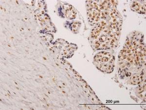 Anti-TESK2 Mouse Monoclonal Antibody [clone: 5H4]