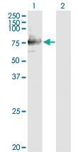 Anti-SIGLEC12 Mouse Monoclonal Antibody [clone: 1D1]