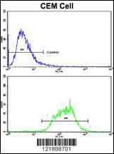 Anti-MT-ND5 Rabbit Polyclonal Antibody