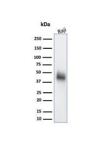 Western blot analysis of Raji cell line lysate using Anti-CD48 Antibody [CD48/4786]