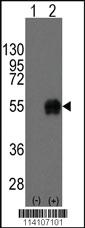 Anti-CD14 Rabbit Polyclonal Antibody