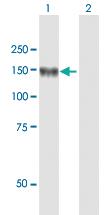 Anti-LNPEP Mouse Polyclonal Antibody