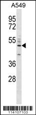 Anti-CD14 Rabbit Polyclonal Antibody