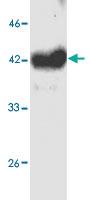 Anti-GABPB1 Mouse Monoclonal Antibody [clone: 6]