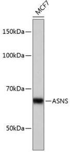 Anti-Asparagine synthetase antibody