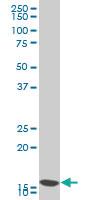 Anti-COX4I1 Mouse Polyclonal Antibody