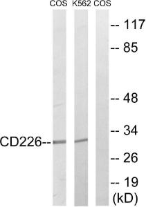 Western blot analysis of lysates from COS7 and K562 cells, treated with PMA 125ng/ml 30' using Anti-CD226 Antibody. The right hand lane represents a negative control, where the antibody is blocked by the immunising peptide.