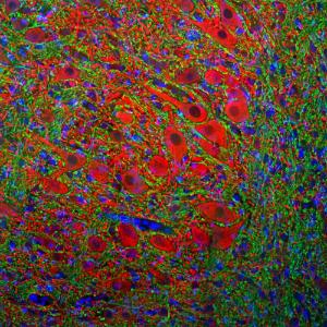 Immunofluorescent analysis of rat brain stem section stained with Anti-MAP2A + MAP2B Antibody (1:2,000/red), and co-stained with Anti-MBP Antibody (1:5,000/green)