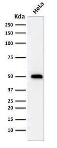 Western blot analysis of human HeLa cell lysate using Anti-p53 Antibody [TRP/816]