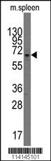 Anti-PARP3 Rabbit Polyclonal Antibody