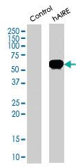 Anti-AIRE Goat Polyclonal Antibody