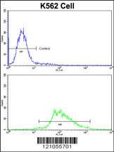 Anti-LUC7-like Rabbit Polyclonal Antibody (AP (Alkaline Phosphatase))