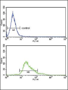 Anti-GPX1 Rabbit Polyclonal Antibody (PE (Phycoerythrin))