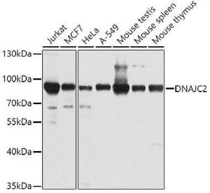 Western blot analysis of extracts of various cell lines, using Anti-DNAJC2 / ZRF1 Antibody (A307508) at 1:1000 dilution