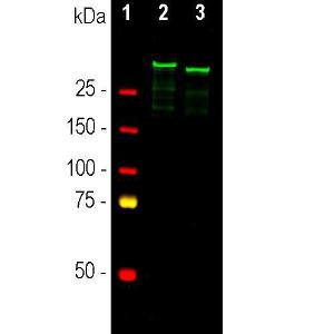 Western blot analysis of whole brain lysates using Anti-MAP2A + MAP2B Antibody (1:5,000/green): [1] protein standard (red), [2] rat, and [3] mouse brain lysate. A band at about 280kDa corresponds to the MAP2A and MAP2B proteins