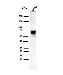 Anti-Albumin antibody