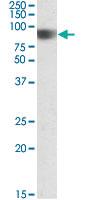 Anti-NOD1 Goat Polyclonal Antibody