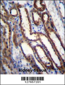 Anti-NXN Rabbit Polyclonal Antibody (APC (Allophycocyanin))