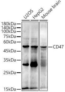 Western blot analysis of extracts of various cell lines, using Anti-CD47 Antibody [ARC0584] (A81040) at 1:500 dilution