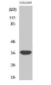 Western blot analysis of various cells using Anti-MRPL4 Antibody