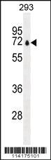 Anti-CCNI Rabbit Polyclonal Antibody