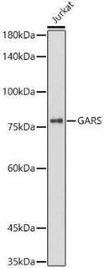 Western blot analysis of Jurkat, using Anti-GARS Antibody [ARC0514] (A308454) at 1:1,000 dilution