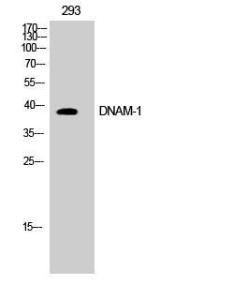 Western blot analysis of COS7 cells using Anti-CD226 Antibody