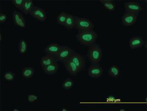 Anti-TAF11 Mouse Monoclonal Antibody [clone: 3H5]