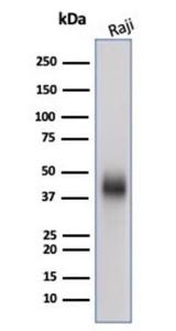 Antibody anti-CD48 CD484787 100 µg