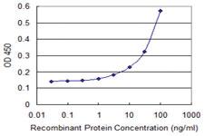 Anti-COX4I1 Mouse Monoclonal Antibody [clone: 4A10]