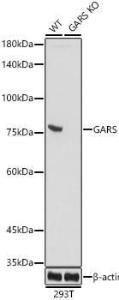 Western blot analysis of extracts from wild type(WT) and GARS knockout (KO) 293T cells, using Anti-GARS Antibody [ARC0514] (A308454) at 1:1,000 dilution