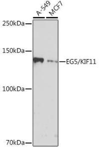 Western blot analysis of extracts of various cell lines, using Anti-Eg5 Antibody [ARC1080] (A305814) at 1:1000 dilution. The secondary Antibody was Goat Anti-Rabbit IgG H&L Antibody (HRP) at 1:10000 dilution. Lysates/proteins were present at 25 µg per lane