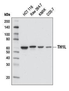 Anti-NELFCD Rabbit Monoclonal Antibody [clone: 13G73]