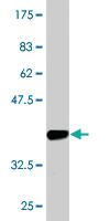 Anti-AVEN Mouse Monoclonal Antibody [clone: 2B10]