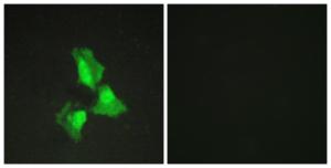 Immunofluorescence analysis of HepG2 cells using Anti-TNAP3 Antibody. The right hand panel represents a negative control, where the antibody was pre-incubated with the immunising peptide.