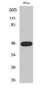 Antibody anti-cyclin E1 phospho THR395