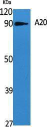 Western blot analysis of various cells using Anti-TNAP3 Antibody