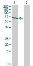 Anti-TESK2 Mouse Monoclonal Antibody [clone: 5G1]