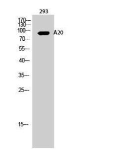 Western blot analysis of 293 cells using Anti-TNAP3 Antibody