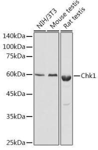 Western blot analysis of extracts of various cell lines, using Anti-Chk1 Antibody (A10183) at 1:1,000 dilution