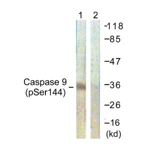 Antibody anti-CASPASE 9 phospho SER144