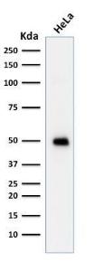 Western blot analysis of HeLa cell lysate using Anti-p53 Antibody [TRP/817]