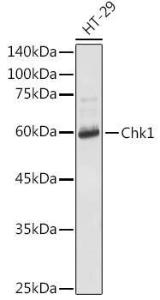 Western blot analysis of extracts of HT-29 cells, using Anti-Chk1 Antibody (A10183) at 1:1,000 dilution