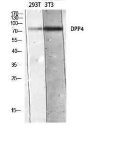 Antibody anti-DPP4 A99907-100 100 µg